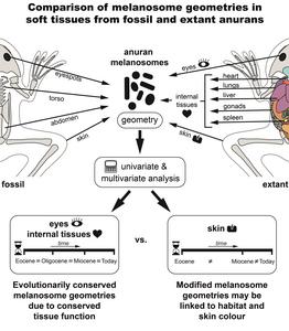 The study results at a glance. Artwork: D. Falk, see Falk et al. 2025.