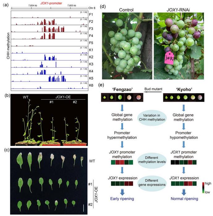 Hypermethylation of JOX1 contributes to the early ripening of ‘Fengzao’.