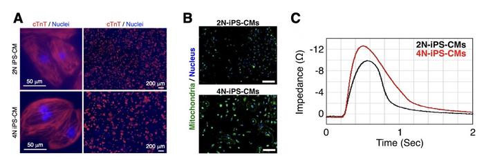 Figure 3: Analysis of Tetraploid iPS Cell-Derived Cardiomyocytes
