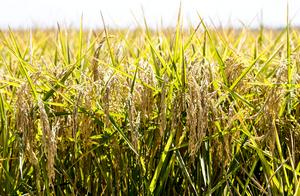 Rice near harvest
