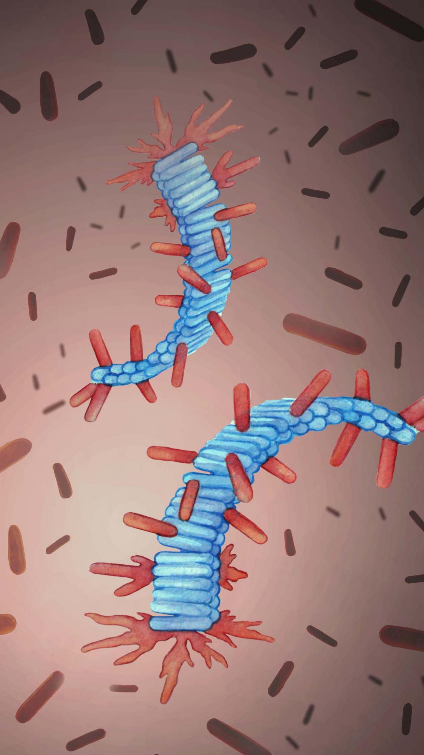 Protein Fibrils
