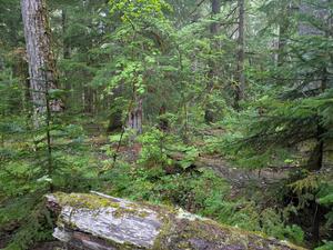 Wind River Forest