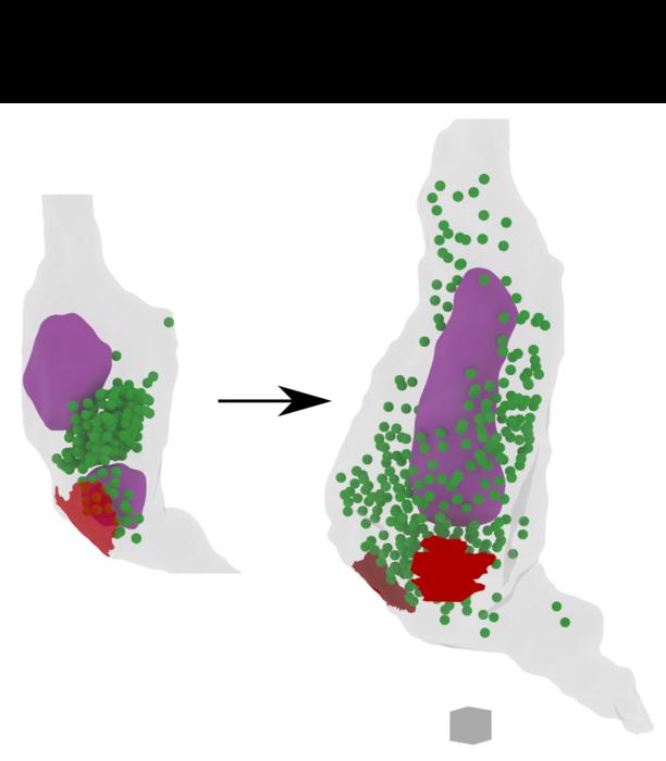 3D synapse reconstruction