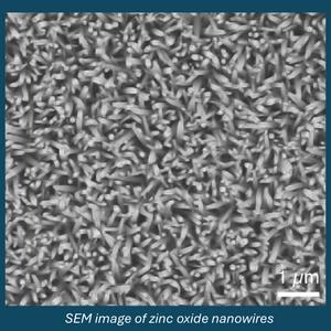 SEM image of zinc oxide nanowires