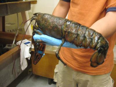Lobster Shell Disease