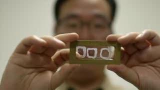 USC Researchers Find Clues that May Lead to Better Understanding of Organ Development, Birth Defects