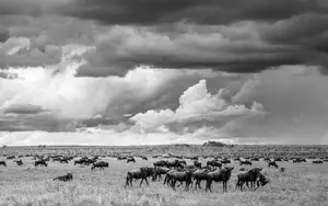 Wildebeest on the Savanna
