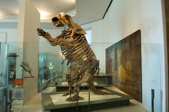 Lestodon