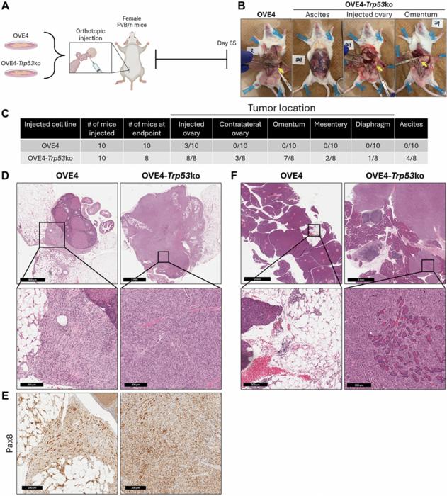 Loss of Trp53 results in a hypoactive T cell phenotype accompanied by reduced pro-inflammatory signaling in a syngeneic orthotopic mouse model of ovarian high-grade serous carcinoma