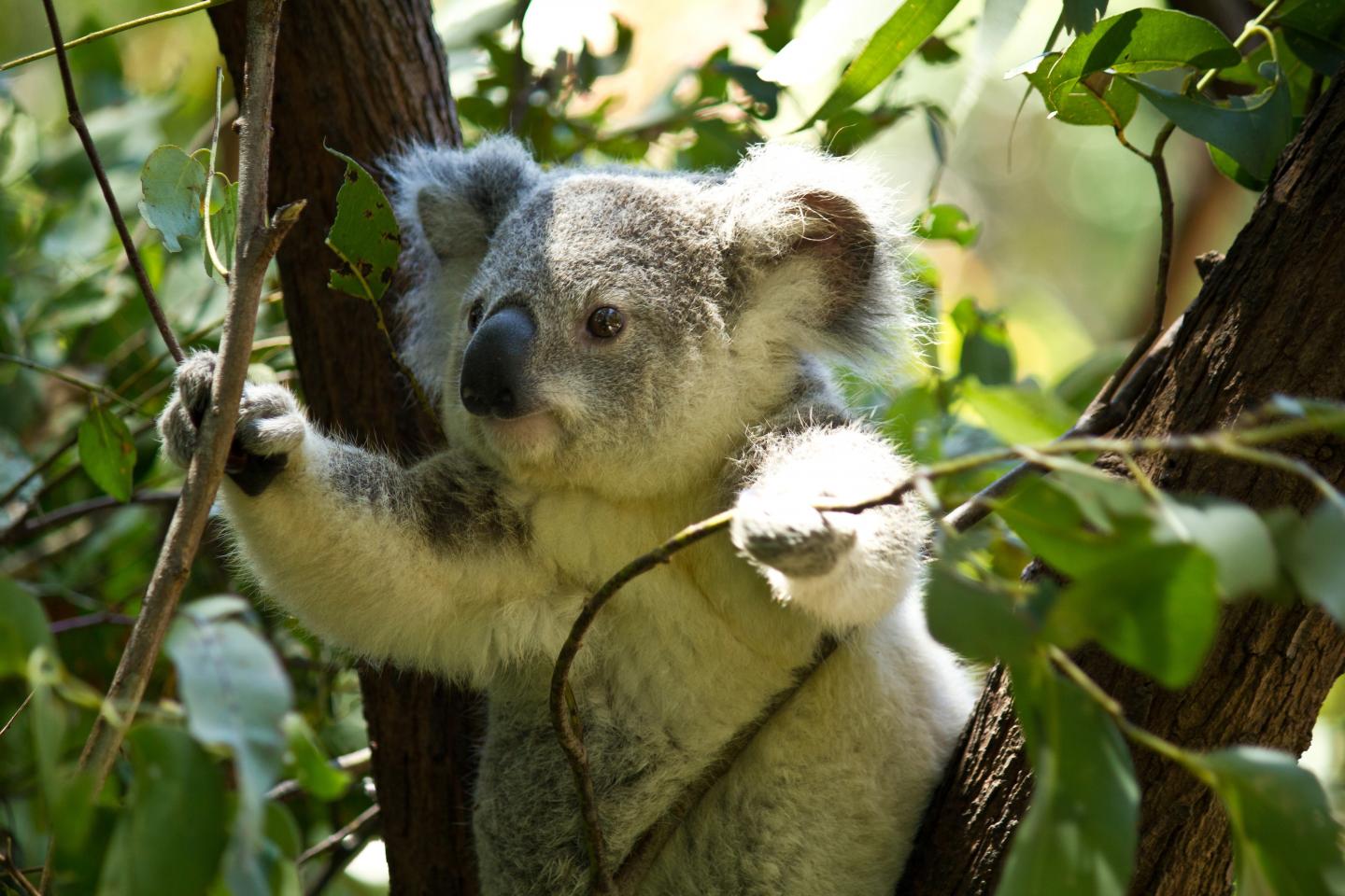Koala Spotting With Drones