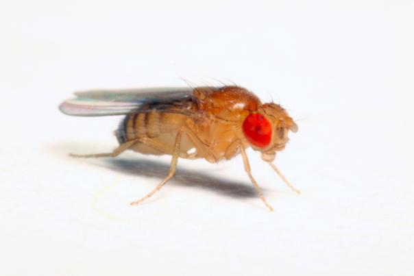 <I>Drosophila melanogaster</I>