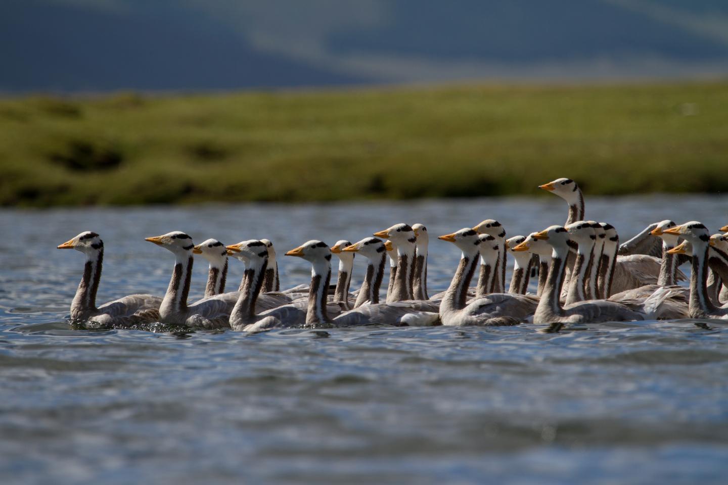 Geese Use 'Roller Coaster Strategy to Fly Over Himalayas (2 of 12)