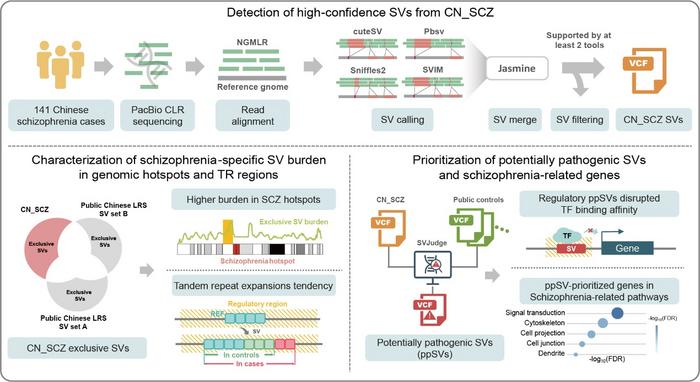 Overview of the analytical framework for SVs from the CN_SCZ cohort.