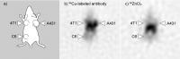 The Results of the Imaging Experiment Using GREI-II on a Tumor-Bearing Mouse