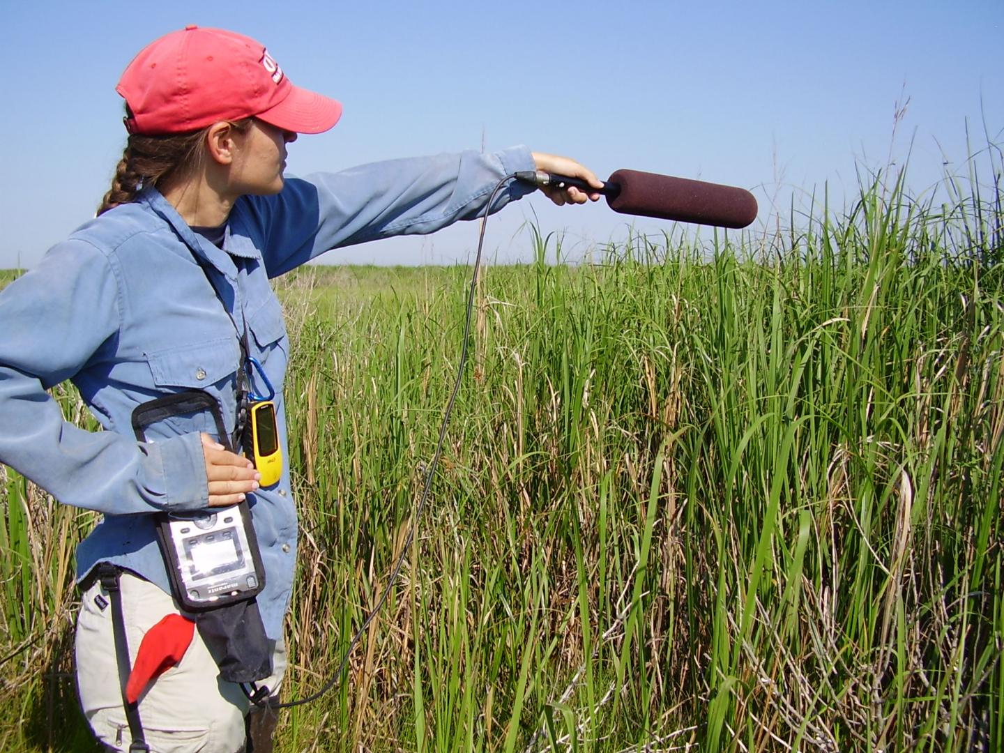Recording Marsh Wrens