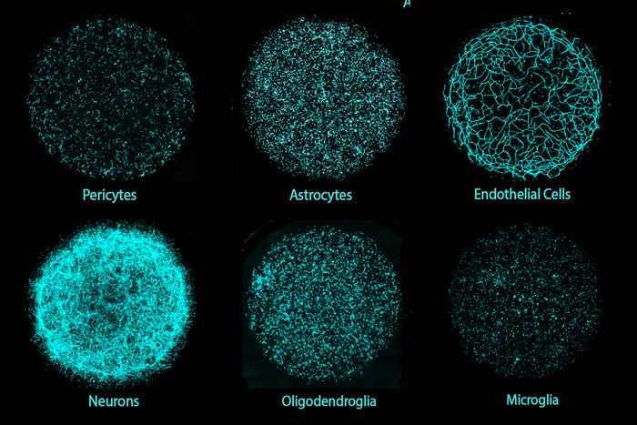 Six major cell types