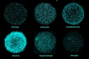 Six major cell types
