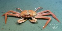 Tanner Crabs (1 of 2)