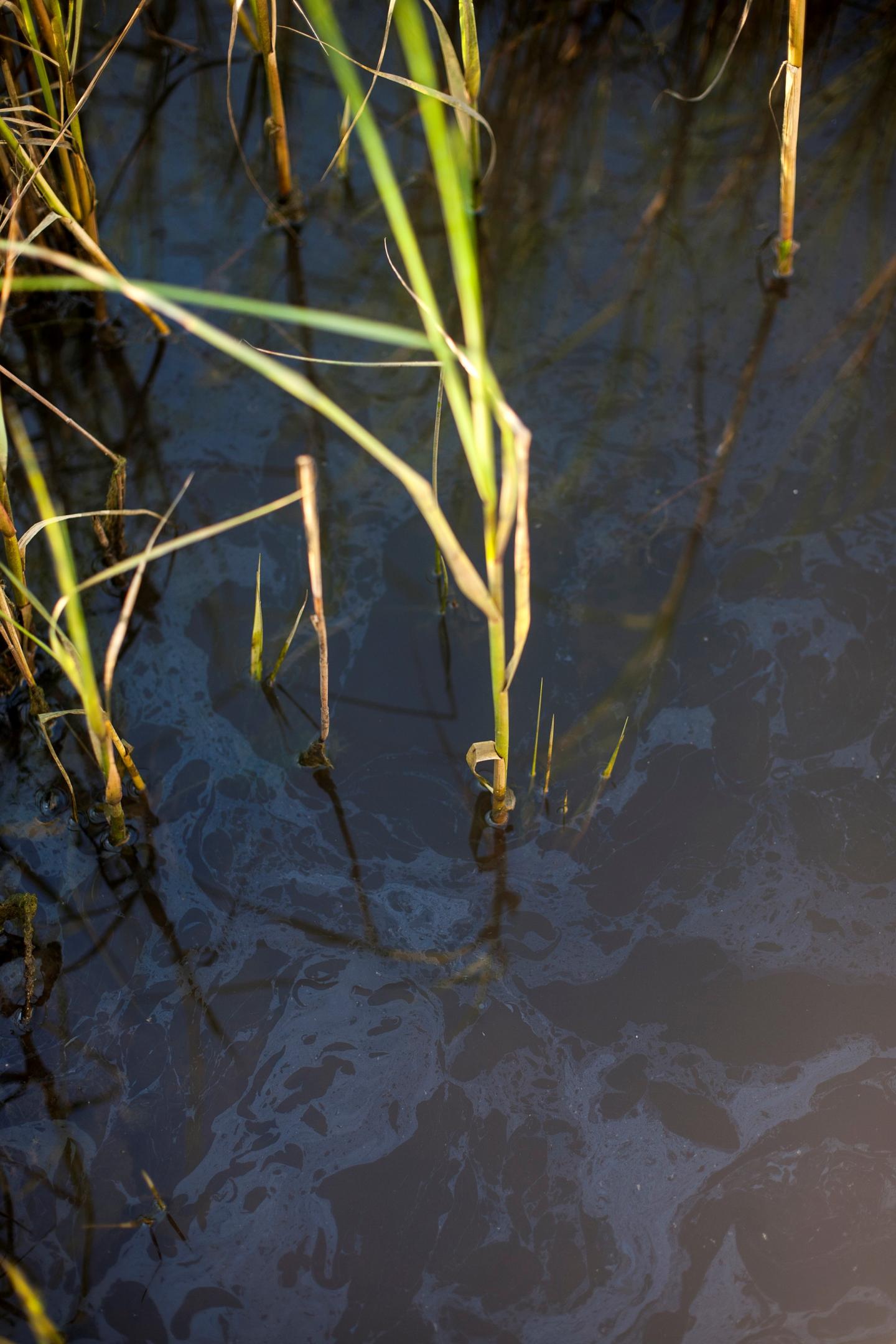 Deepwater Horizon Oil in Marsh