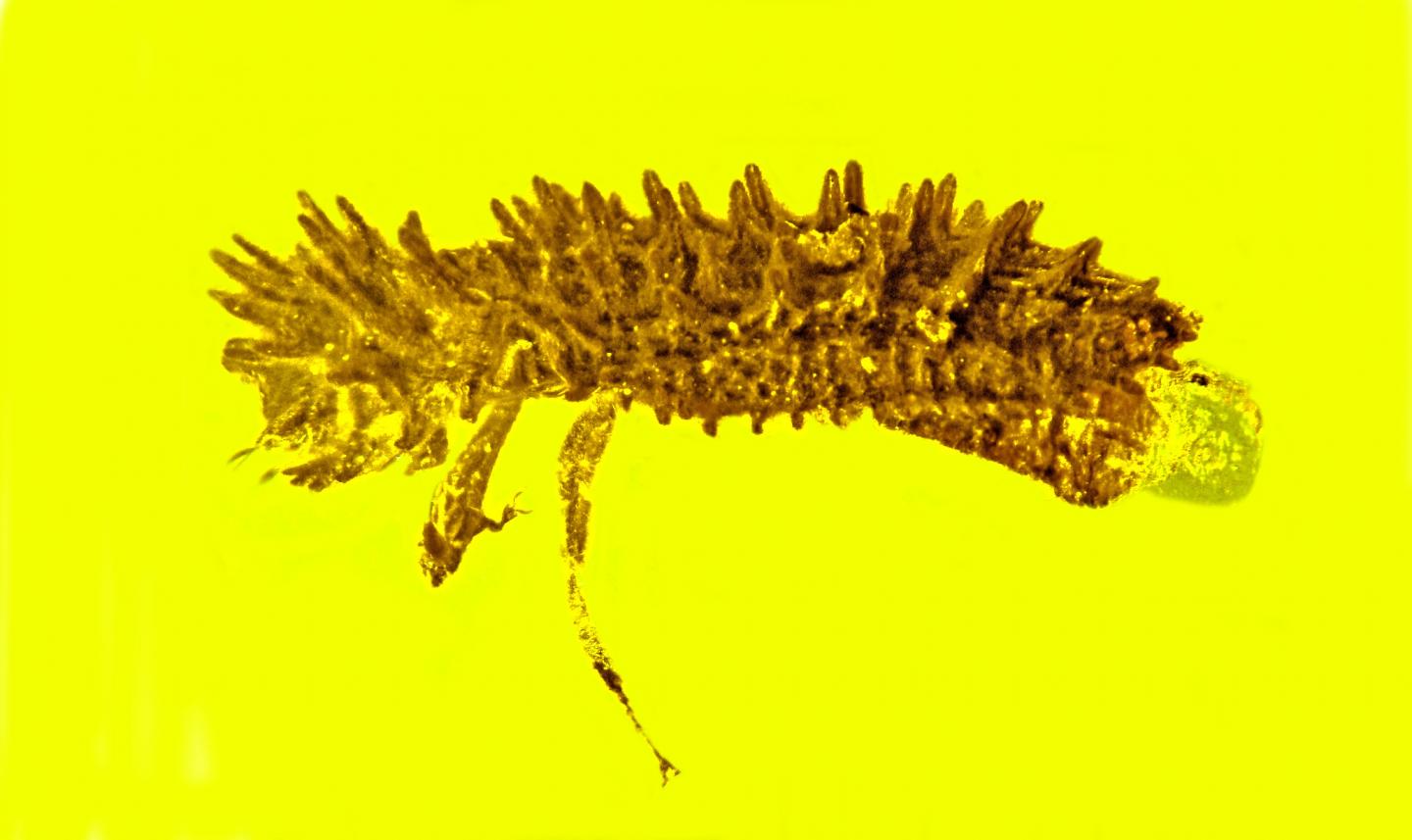 Bark beetle side view