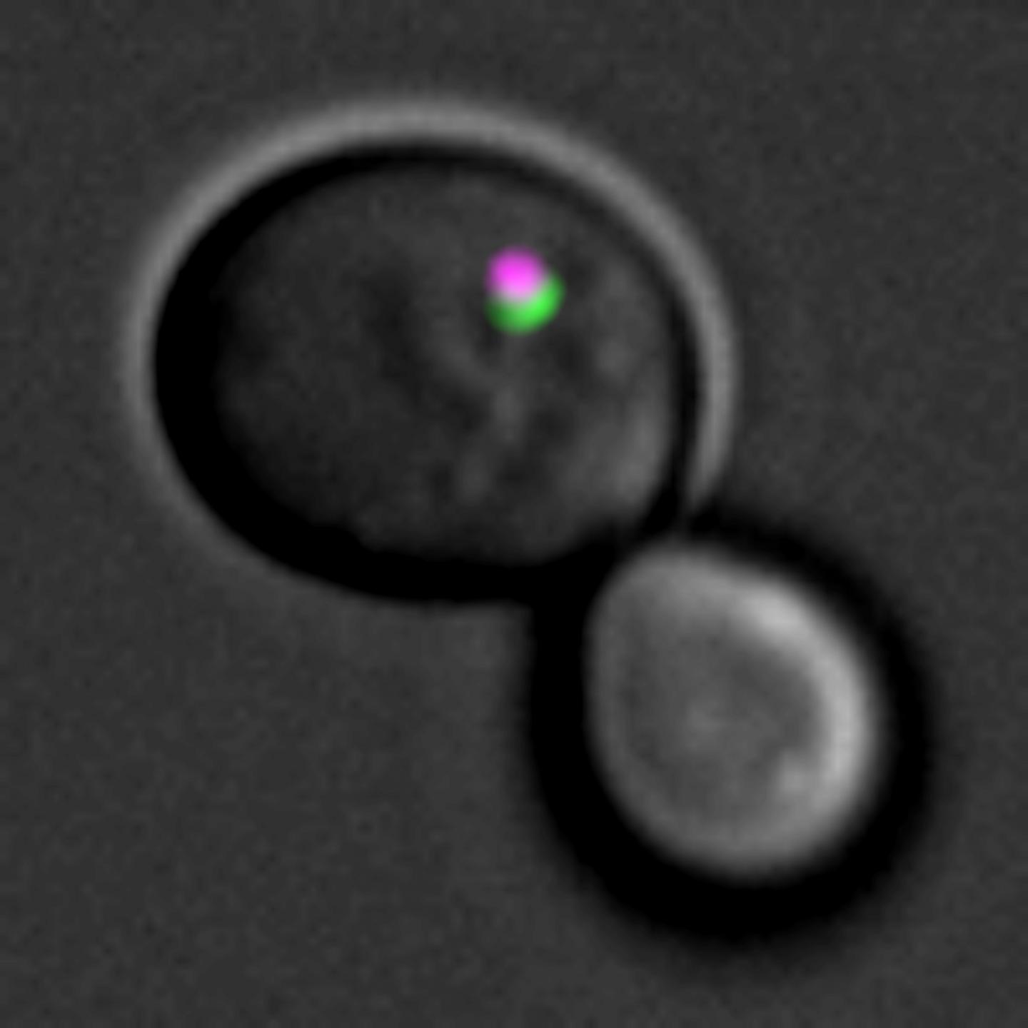 Tiny Helpers that Clean Cells