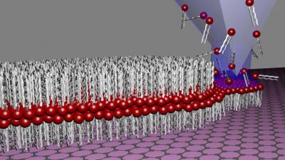 By Means Of Lipid Dip-Pen Nanolithography, Lipid Membranes Are Written Directly