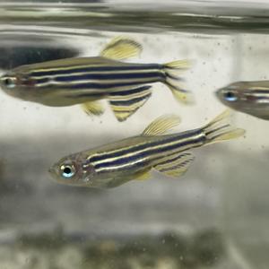 Zebrafish at the Laboratory of Fish Biology in Nagoya University