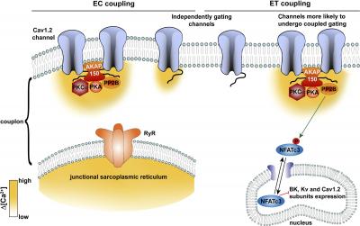 Perspectives on Local Calcium Cignaling