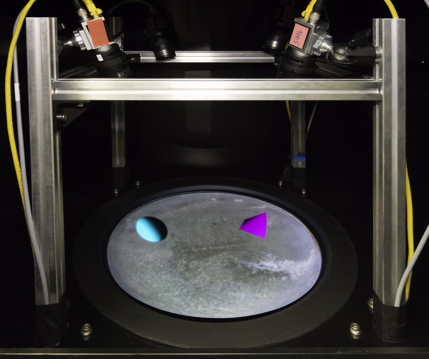 VR Arena for Fish