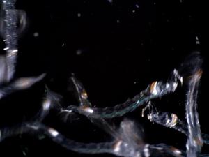 Chaoborus edulis larvae close up Credit Philip Matthews