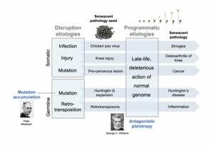 Aging as a multifactorial disorder with two stages