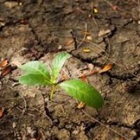 Land Restoration
