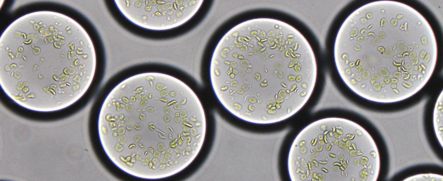 Plant Thylacoid