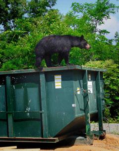 Black Bear