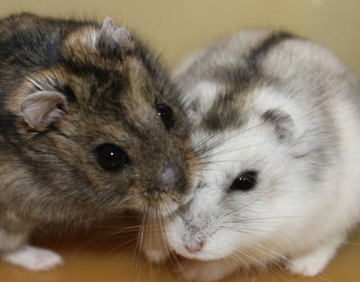 Seasonal Clock of Siberian Hamsters