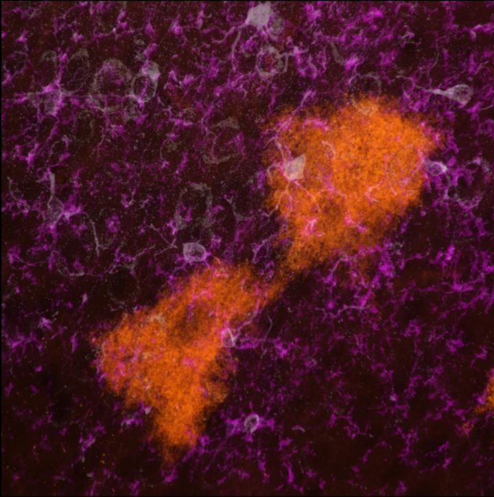 Fluorescent Imaging