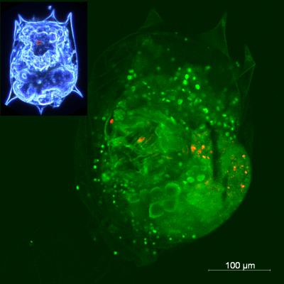Research Measures Movement of Nanomaterials in Simple Model Food Chain (b)
