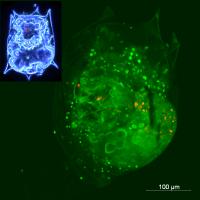 Research Measures Movement of Nanomaterials in Simple Model Food Chain (b)