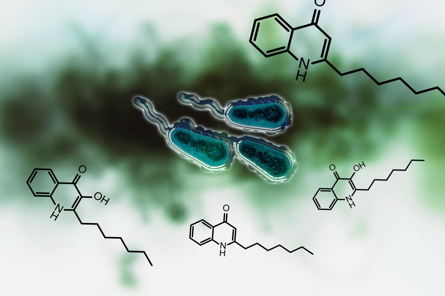 <i>Pseudomonas aeruginosa</i>