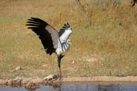 Secretarybird