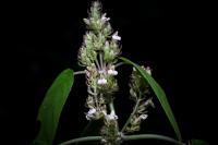Justicia alanae