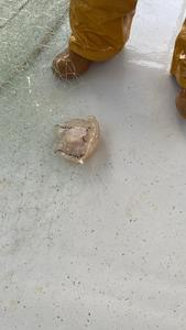 Jellyfish bycatch