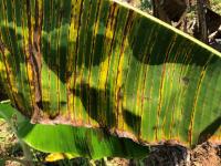 Black Sigatoka