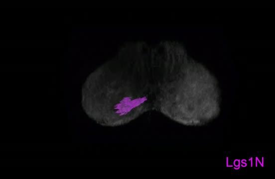 A Map of How Flies Sense Their Environment Provides Evolutionary Insights (4 of 5)