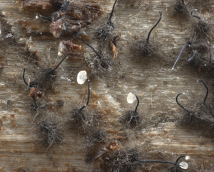 Conifer-killing beetles use smell of beneficial fungus to select host trees