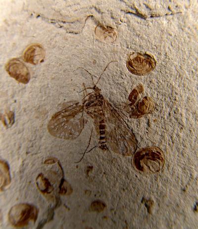 Scorpionflies Push Back Earliest Pollination (4 of 6)