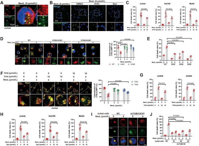 STING/TUBA1B mediates neoliensinine-induced lysosomal disorders and lysosome-dependent cell death in T-cell malignancies