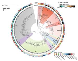 An expanded family tree of Asgard archaea