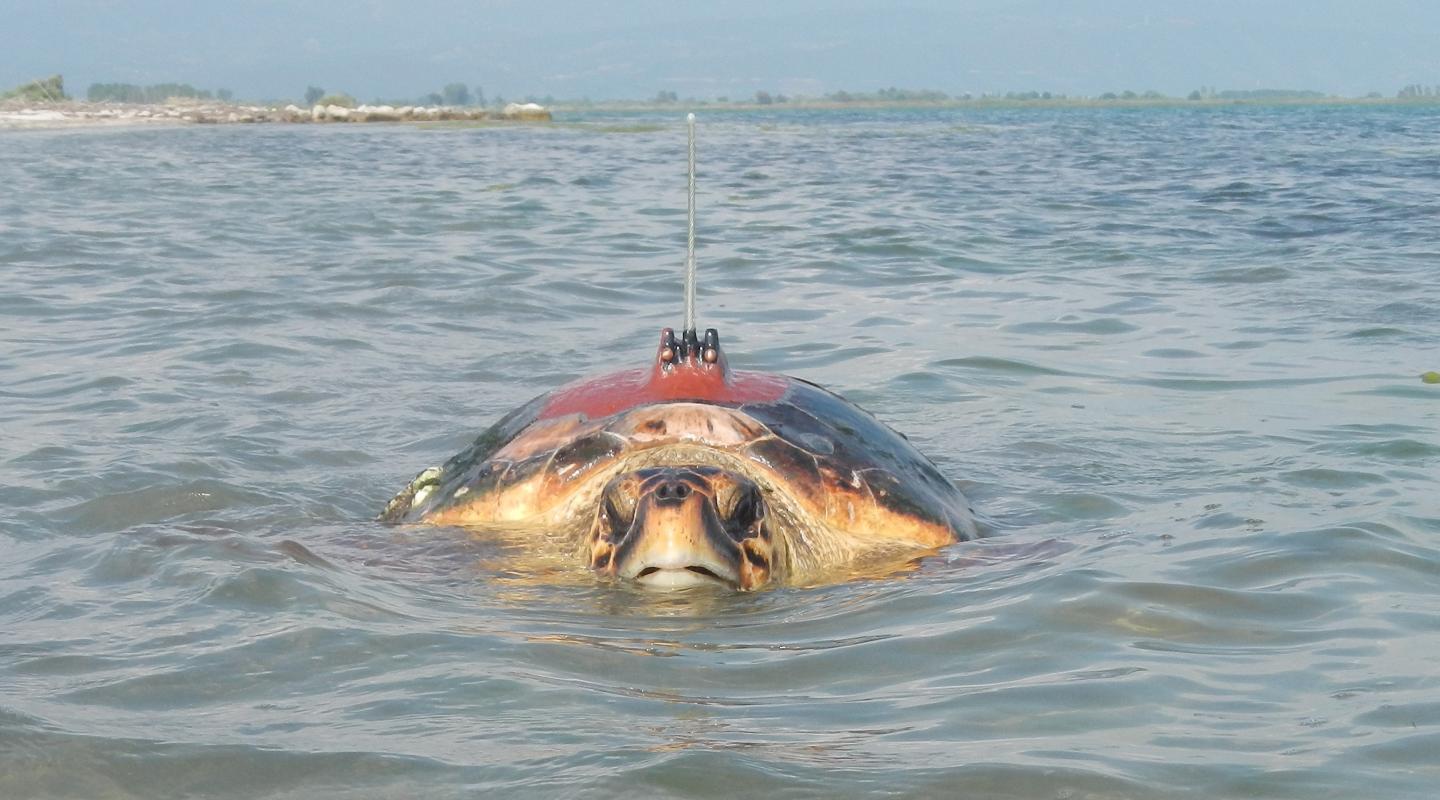 Loggerhead Turtle (2 of 3)