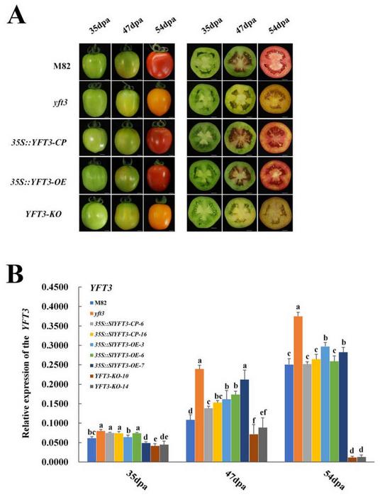 Functional complementation of YFT3 in tomato.